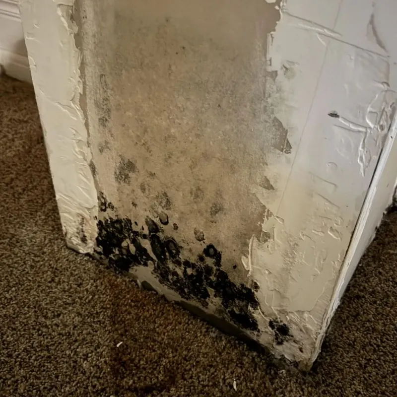Professional Mold Removal in Hamilton, MO